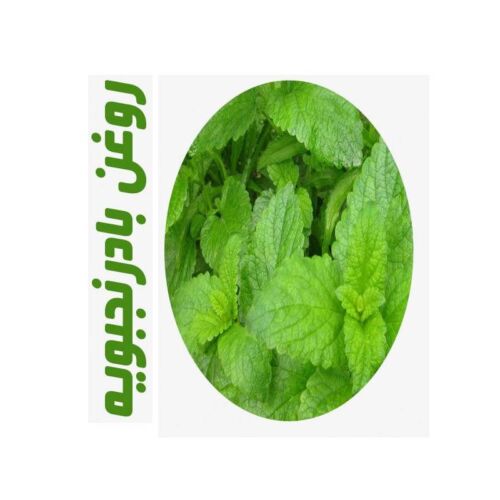 روغن ماساژ بادرنجبویه