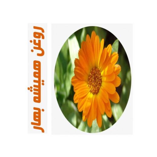 روغن ماساژ همیشه بهار