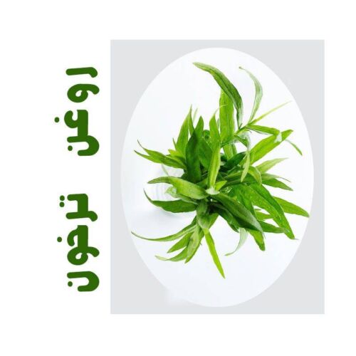 روغن ماساژ ترخون