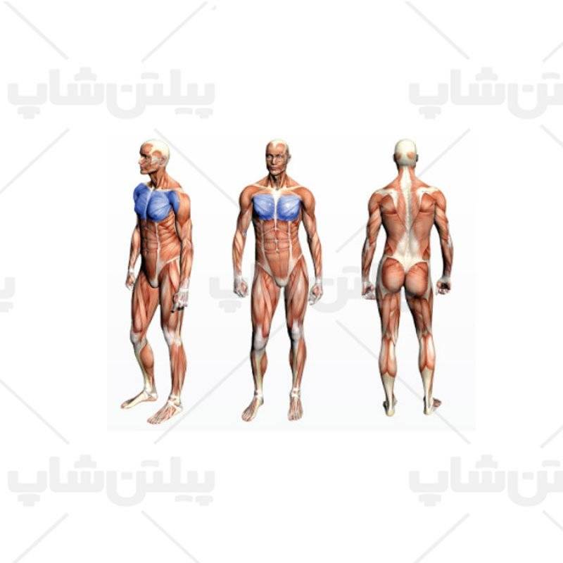 دستگاه پروانه آلجا اسپرت ALJA SPORT GS303 21 دستگاه پروانه آلجا اسپرت ALJA SPORT GS303 - تصویر 3
