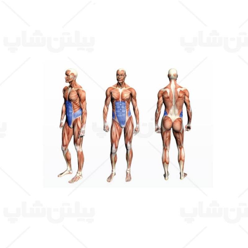 دستگاه شکم پهلو چرخشی آلجا اسپرت ALJA SPORT GS310 21 دستگاه شکم پهلو چرخشی آلجا اسپرت ALJA SPORT GS310 - تصویر 3