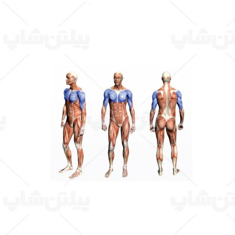 دستگاه زیر بغل لت آلجا اسپرت ALJA SPORT GS311 21 دستگاه زیر بغل لت آلجا اسپرت ALJA SPORT GS311 - تصویر 3
