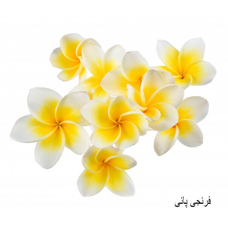 روغن ماساژ فرنجی پانی تای مانی Thaimanee 250ML