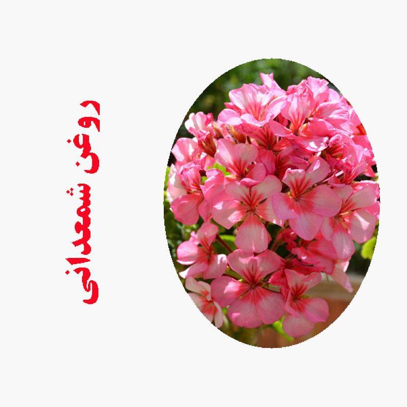 روغن ماساژ شمعدانی 20 روغن ماساژ شمعدانی