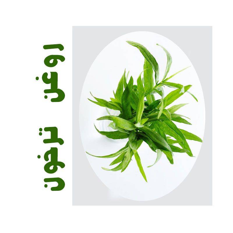 روغن ماساژ ترخون 20 روغن ماساژ ترخون